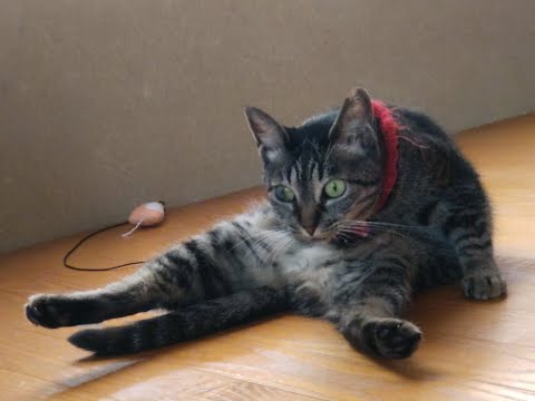【猫動画】久々でごめんニャン！〜にゃんともパレード〜#猫動画#猫#443(YouTube)