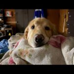 かぜはいぬで治ります！！(YouTube)