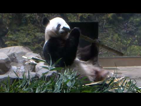 ジャイアントパンダのようす　2025年11月25日撮影(YouTube)