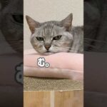 怒って見えるマロちゃんw #shorts(YouTube)