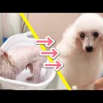 お風呂入れただけで別の犬種みたいになった(YouTube)