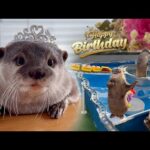 カワウソの誕生日にプールで巨大寿司トレインやったら楽しすぎた！　Otter Loves Her Birthday Sushi Train Pool Party!(YouTube)