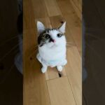 寒くなってきて猫が添い寝してくれて助かる #cats(YouTube)