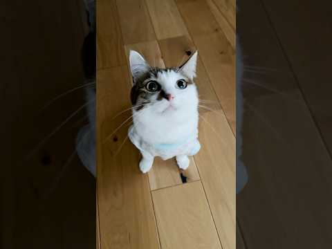 寒くなってきて猫が添い寝してくれて助かる #cats(YouTube)