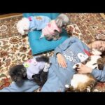 空気が綺麗になったから動物たちと安心して眠れた(YouTube)