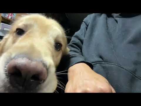 サイレンで愛犬が遠吠えするので一緒にやります(YouTube)