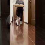 今日のルンルン晩ごはん🦖🎶　#cats(YouTube)