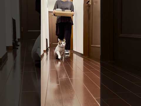 今日のルンルン晩ごはん🦖🎶　#cats(YouTube)