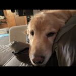 あむろ、あむろ、あむろ布団！（重い）(YouTube)