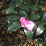 井の頭自然文化園 花ごよみ動画 サザンカの開花(YouTube)