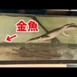 【衝撃捕食】泳いで金魚やエビを食べるオオトカゲがヤバすぎるっ！！！(YouTube)