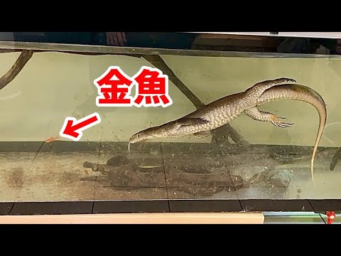 【衝撃捕食】泳いで金魚やエビを食べるオオトカゲがヤバすぎるっ！！！(YouTube)