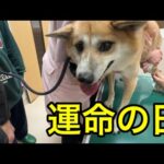 フィラリアと闘うジョン君。1年が経ち検査結果の日。(YouTube)