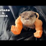 カワウソに強そうなコスプレさせたら覚醒してしまった　Funny Otter Takes His Halloween Costume Maybe Too Seriously!(YouTube)