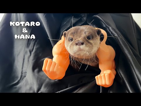 カワウソに強そうなコスプレさせたら覚醒してしまった　Funny Otter Takes His Halloween Costume Maybe Too Seriously!(YouTube)