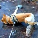 凍った池に向かった犬→『転んでしまう』と思いきや…想定外だった『まさかの光景』が27万表示「柴流のスケートかな？」「楽しそうｗ」と爆笑(ブログ)