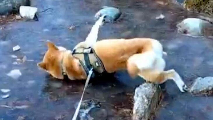 凍った池に向かった犬→『転んでしまう』と思いきや…想定外だった『まさかの光景』が27万表示「柴流のスケートかな？」「楽しそうｗ」と爆笑(ブログ)