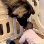 体重差50キロもある『赤ちゃんと超大型犬』→生まれた時から一緒に暮らして…本当の兄妹のような『尊いやり取り』に11万再生の反響(ブログ)