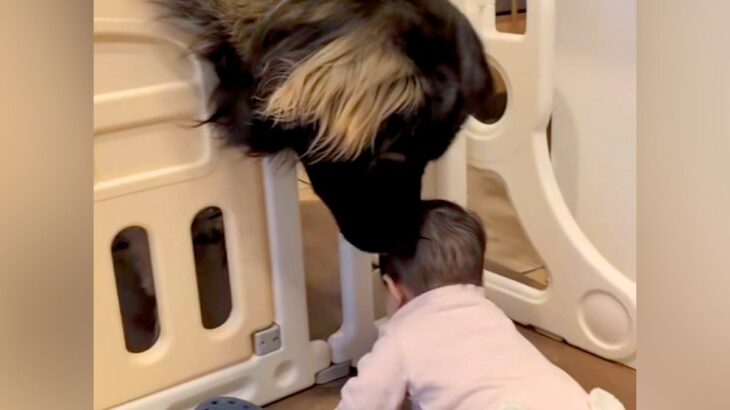 体重差50キロもある『赤ちゃんと超大型犬』→生まれた時から一緒に暮らして…本当の兄妹のような『尊いやり取り』に11万再生の反響(ブログ)