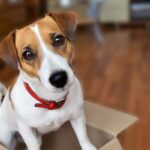 『V字型・三角耳を持つ』犬種4つ　それぞれの共通点やお世話する際のポイントまで(ブログ)