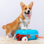 犬を他人に預ける時にすべき事前準備とは？預ける相手への配慮や愛犬に安心してもらうためにできることまで(ブログ)