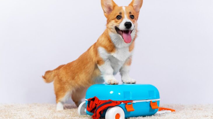 犬を他人に預ける時にすべき事前準備とは？預ける相手への配慮や愛犬に安心してもらうためにできることまで(ブログ)