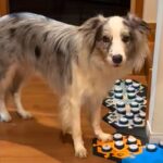 何かを言いたそうにしている犬→『声が出るボタン』を使って…あまりにも賢すぎる『会話内容』が33万再生「人間の親子みたい」「凄すぎ」と驚愕(ブログ)