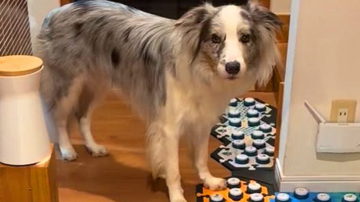 何かを言いたそうにしている犬→『声が出るボタン』を使って…あまりにも賢すぎる『会話内容』が33万再生「人間の親子みたい」「凄すぎ」と驚愕(ブログ)