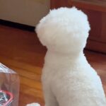 ドアの前で『ママの帰り』を待つ犬→ようやく帰ってきて…あまりにも尊い後ろ姿と『6時間ぶりの再会の瞬間』が話題「愛おしいね」(ブログ)