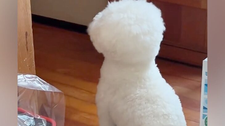 ドアの前で『ママの帰り』を待つ犬→ようやく帰ってきて…あまりにも尊い後ろ姿と『6時間ぶりの再会の瞬間』が話題「愛おしいね」(ブログ)