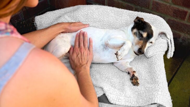 犬の『便秘』サイン４選　ウンチが出ない原因や今すぐに治療が必要な状態とは？(ブログ)