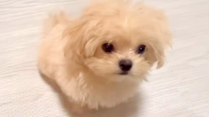 生まれて3ヵ月の『小さな赤ちゃん犬』→目を疑うほど『芸達者すぎる行動』に248万再生の大反響「天才」「犬生2回目？」「足踏み可愛いｗ」(ブログ)