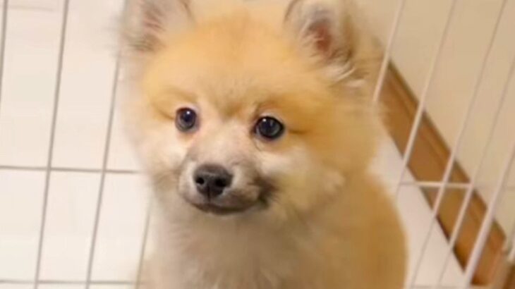 コロコロしている小型犬をお迎え→『小さく育つかな』と思ったら…想定を超える『まさかの成長』に反響「大きさ以上の愛おしさ」「最高です」(ブログ)