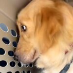 全てを恐れ『何も期待していない目』をした2歳の大型犬を保護…涙が止まらない『表情の変化』が482万再生「言葉にならない」「泣けてきた…」(ブログ)