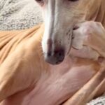 朝、ベッドでくつろぐ犬が『人間すぎる』とSNSで話題に　犬とは思えない『まさかの仕草』が22万再生「悩み事相談したい」「話聞いてほしい」(ブログ)