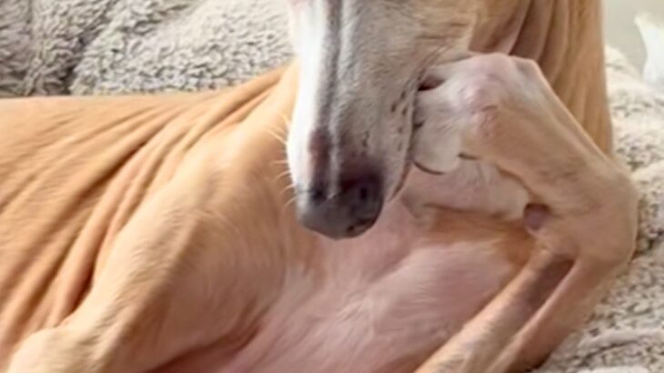 朝、ベッドでくつろぐ犬が『人間すぎる』とSNSで話題に　犬とは思えない『まさかの仕草』が22万再生「悩み事相談したい」「話聞いてほしい」(ブログ)