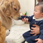 年末直前に風邪を引いてしまった赤ちゃん→病院へ行こうとしたら、犬たちが心配して…尊すぎる光景が38万再生　まるで母のような様子にほっこり(ブログ)