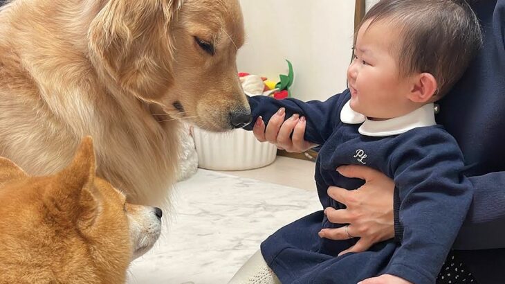 年末直前に風邪を引いてしまった赤ちゃん→病院へ行こうとしたら、犬たちが心配して…尊すぎる光景が38万再生　まるで母のような様子にほっこり(ブログ)