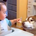 『どうぞ』を覚えた小さな男の子→大型犬に向かって…優しい世界すぎる『愛にあふれた行動』に悶絶「可愛い」「私まで幸せになった」「最高」(ブログ)