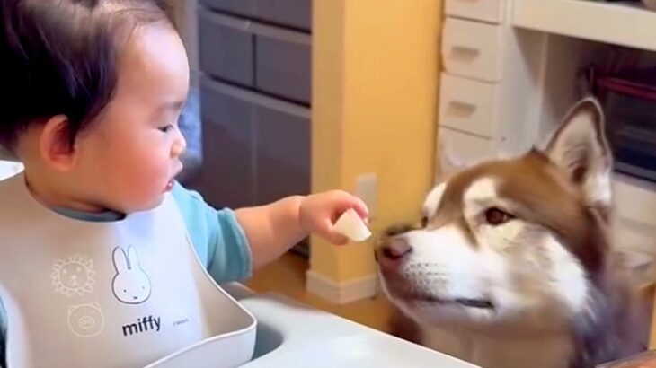 『どうぞ』を覚えた小さな男の子→大型犬に向かって…優しい世界すぎる『愛にあふれた行動』に悶絶「可愛い」「私まで幸せになった」「最高」(ブログ)