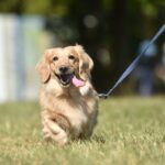 犬の散歩後にやってはいけない『タブー行為』５選　愛犬の体に負担となっていることも…正しい対応まで(ブログ)