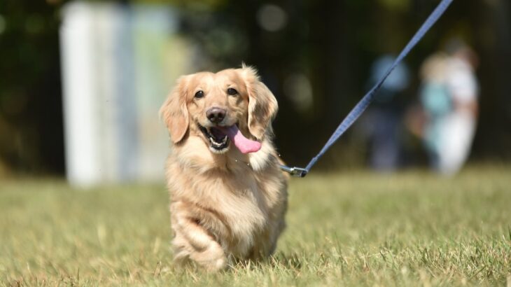 犬の散歩後にやってはいけない『タブー行為』５選　愛犬の体に負担となっていることも…正しい対応まで(ブログ)