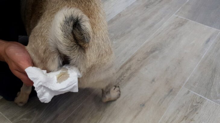 犬の『肛門腺絞り』自宅でする方法とは？お手入れのポイントや必ず知っておくべき注意点まで(ブログ)