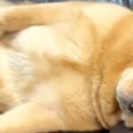 ソファで眠そうにしている大型犬を見てみたら…『中に人入ってる？』想像以上に”おじさんすぎる寝姿”に爆笑「休日の俺」「可愛すぎる」と反響(ブログ)