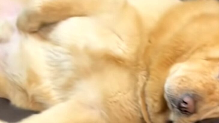 ソファで眠そうにしている大型犬を見てみたら…『中に人入ってる？』想像以上に”おじさんすぎる寝姿”に爆笑「休日の俺」「可愛すぎる」と反響(ブログ)