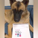 シェパードのような元野犬→試しに『犬種鑑定』をしてみたら…予想を超える『まさかの結果』が27万再生「チワワ…だと…」「贅沢な血統」(ブログ)