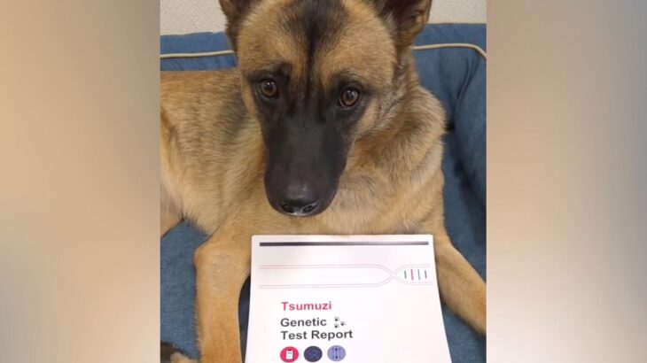 シェパードのような元野犬→試しに『犬種鑑定』をしてみたら…予想を超える『まさかの結果』が27万再生「チワワ…だと…」「贅沢な血統」(ブログ)