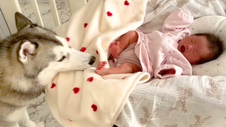 『赤ちゃんが泣いてる…なんとかしなきゃ』号泣する新生児を見たハスキー犬の行動が尊すぎると話題「一生懸命な姿に感動」「素敵なお姉ちゃん」(ブログ)