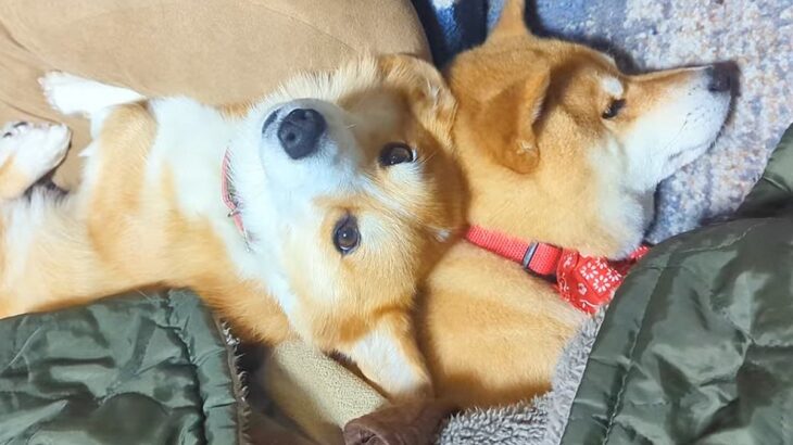一緒にコタツで寝ていた2匹の犬→片方が枕を奪われてしまったら…『感情ダダ漏れな表情』と『まさかの対応』が40万再生「面白すぎ」「優しい」(ブログ)