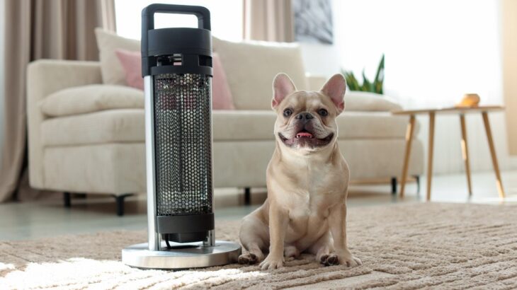 犬を留守番させるときにやってはいけない『防寒対策』3つ　安全に過ごすためにすべきことまで(ブログ)